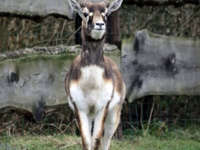 Indische antilope - De Zonnegloed - Dierenpark - Dieren opvangcentrum - Sanctuary